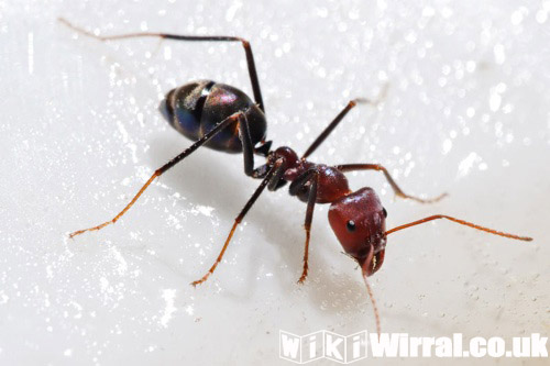 Attached picture bert the ant.jpg